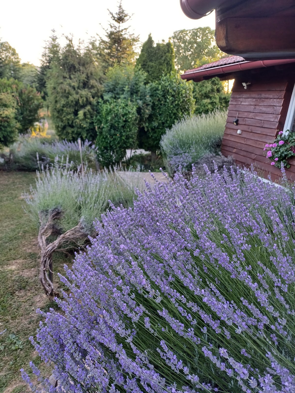 Lavanda farm apartmani - photo 5