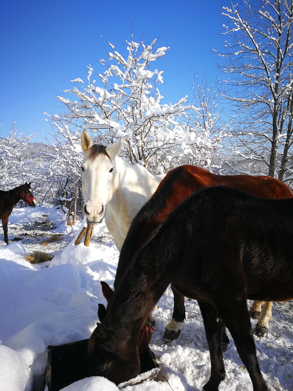 Horse Riding at Equestrian Center Rastoke
