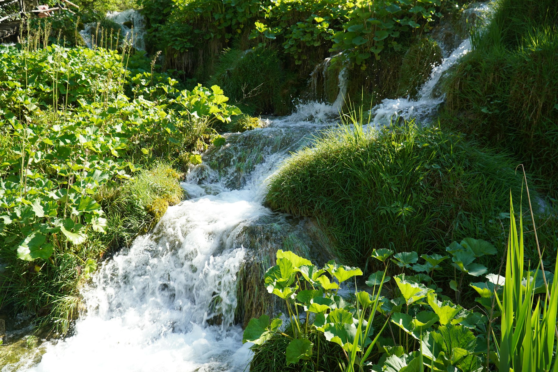 Crystal clear stream flowing through fresh green vegetation at Plitvice Lakes in spring