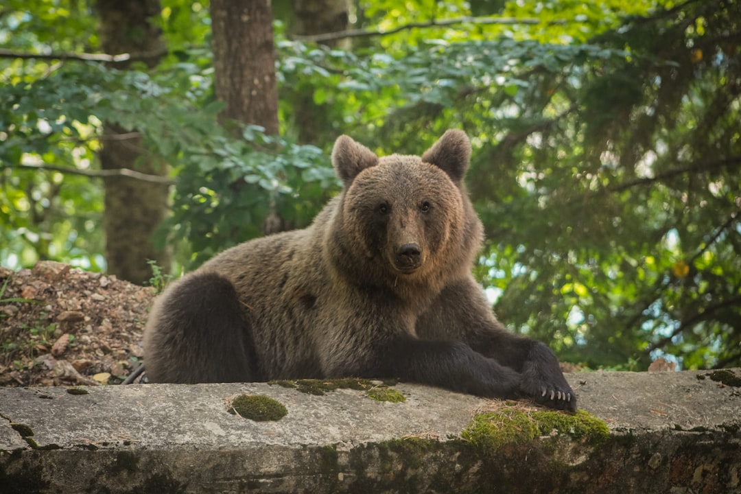 Deer in Croatian forest, common wildlife at Plitvice Lakes