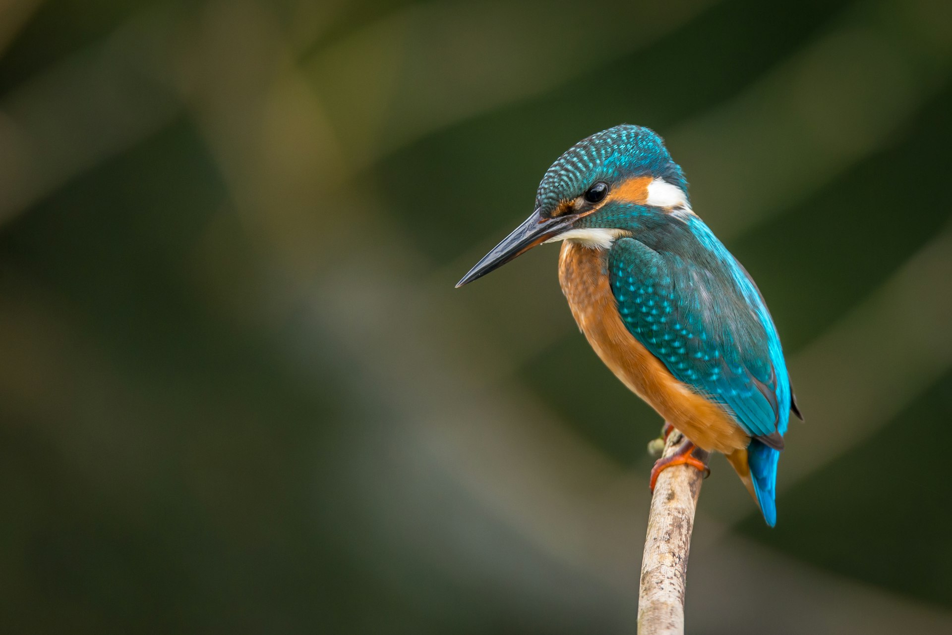 Bird perched on branch in European forest