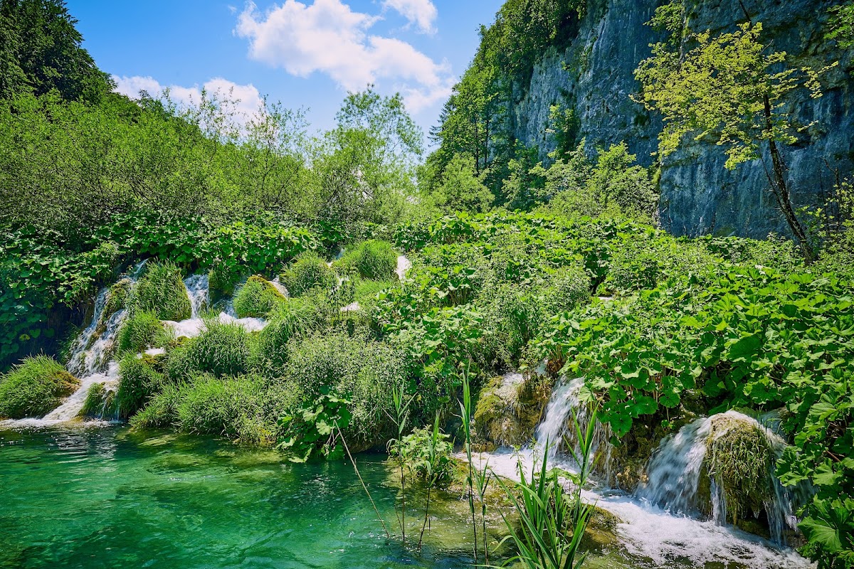 European grey wolf in forest habitat